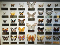 -上海昆虫博物馆