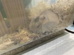 -雨林宠物医院 非犬猫异宠专科