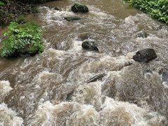 -莫里热带雨林景区