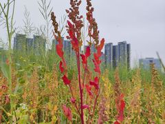 -光明小镇欢乐田园