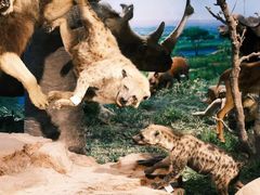 -国家自然博物馆