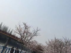 -高东镇樱花园