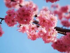 -顾村公园