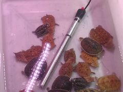 -华声天桥民俗文化园