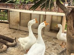 -呀路古热带植物园