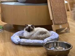 -滚猫咖啡·猫咖·猫友好撸猫(未来城店)