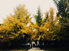 -香山公园