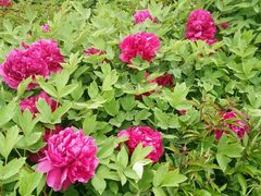android_upload_pic-唐城墙遗址公园