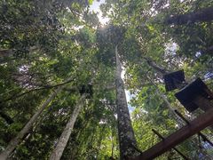 -西双版纳原始森林公园
