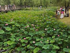 -沐仙湖湿地公园
