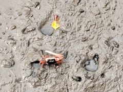 -北海金海湾红树林生态旅游区