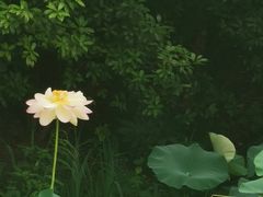 -青枫公园