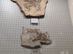 -辽宁古生物博物馆