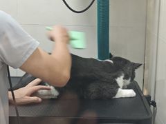 -悠尼宠物·独立低压伊珊娜洗护·美容·寄养(兰谷路店)