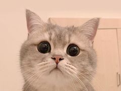 -茶理宜世(东方宝泰店)