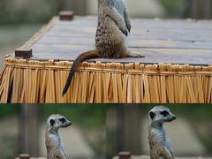 -呀路古热带植物园