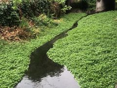 -Local泰莲庭(虹鳟鱼店)