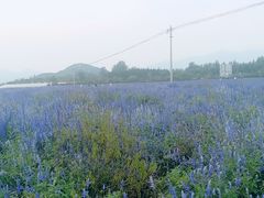 景点-北京东方普罗旺斯薰衣草庄园