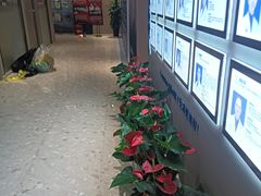 -柏乐口腔医院·舒适化无痛种植牙中心(东盟商务区院)