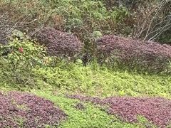 -滴水岩森林公园