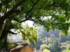 -杨家堂村