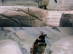 -上海海洋水族馆