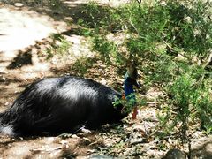 -费瑟代尔野生动物园