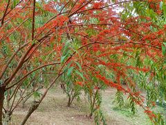 -东莞植物园