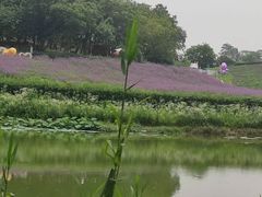 -大塘金香草谷