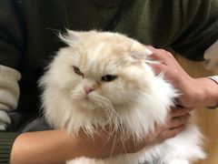 -猫和宫(六道口店)