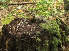 -五营红松林海景区