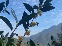 -午潮山国家森林公园