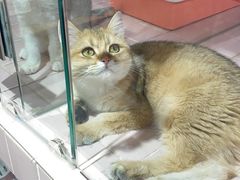 -FAELING PETS美天灵宠物(富力广场店)