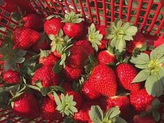 -万源龙顺度假庄园生态观光园