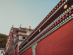 -塔尔寺菩提树