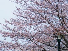 -高东镇樱花园
