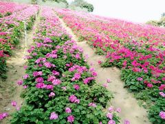 -松山湖梦幻百花洲