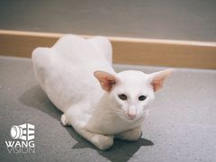-飞行喵MR PILOT|猫舍·猫咖(静安大融城店)