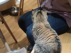 -滚猫咖啡·猫咖·猫友好撸猫(未来城店)