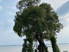 -金庸书院
