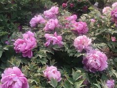 -莲花池公园