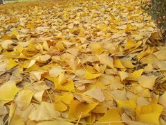 -辽东学院(南校区)