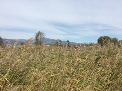 -野鸭湖国家湿地公园