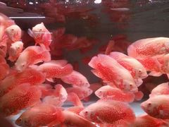 -中环花鸟鱼虫市场