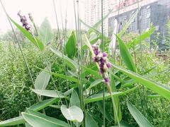 -苏州河梦清园环保主题公园