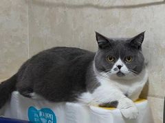 -艾吉宠物医院·疑难杂症转诊中心·猫友好(碧江路院)