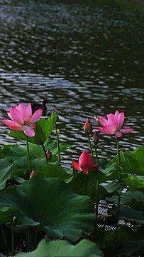 -中粮万科长阳半岛