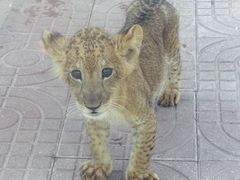 -西霞口神雕山野生动物世界