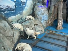 -泉城欧乐堡海洋极地世界