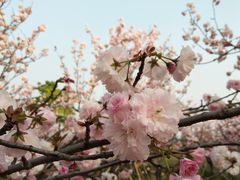 -天适樱花悠乐园
